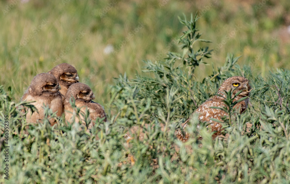 Obraz premium Baby Owlets Staring at Mom