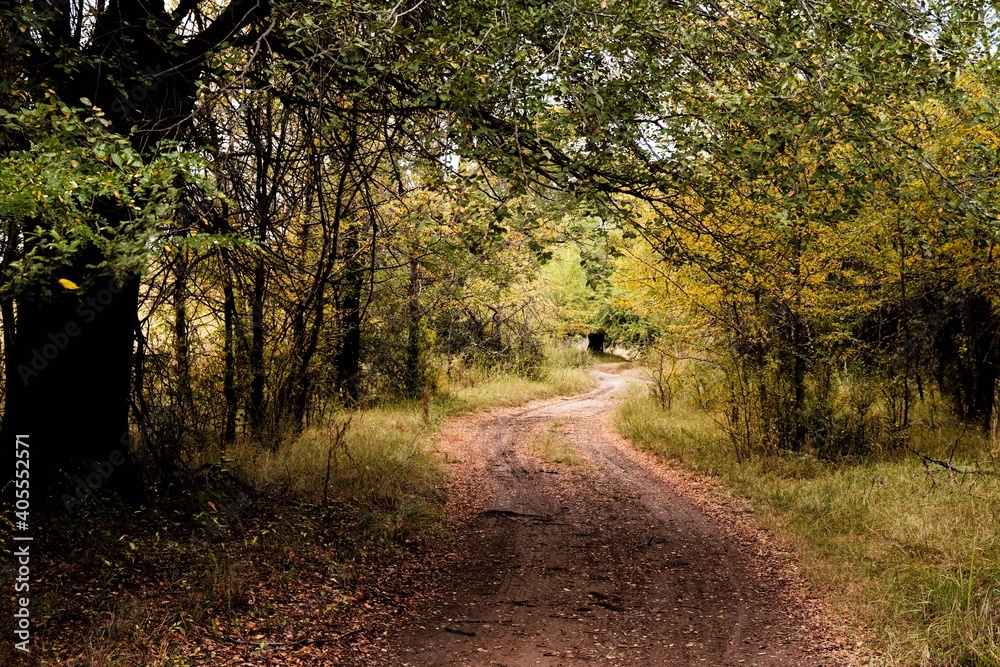 Fototapeta premium Camino de campo