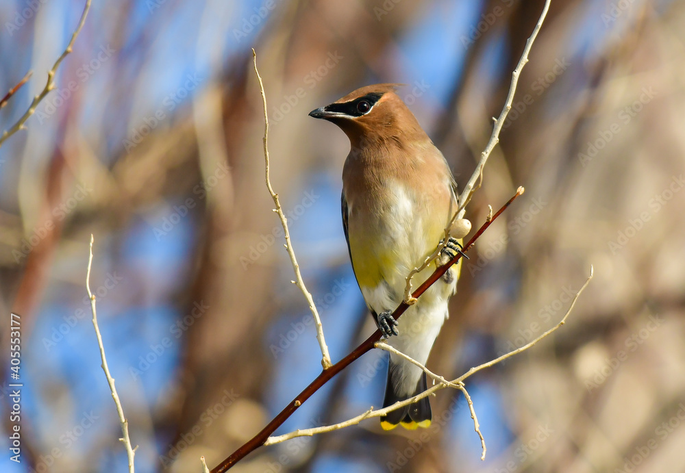 A Striking Cedar Waxwing Perched on a Branch in the Winter Morning Light
A Striking Cedar Waxwing Perched on a Branch in the Winter Morning Light