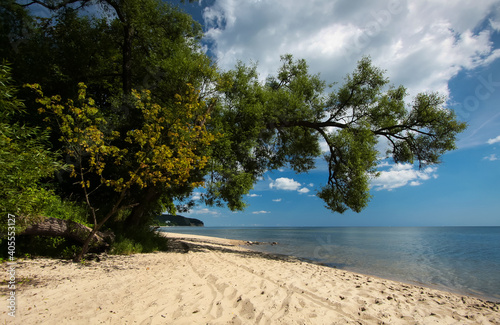 Horizontally tree over the beach  sunny day  view on Baltic Sea