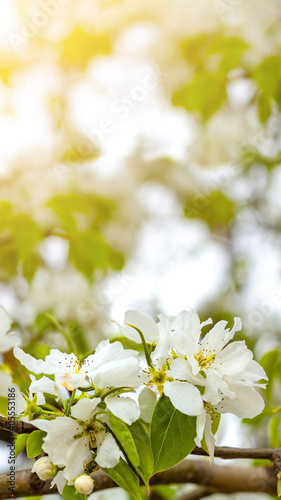 Tender Crab apple white flowers, Malus Baccata, under sunlight at spring blooming, vertikal image © Clara_Sh.