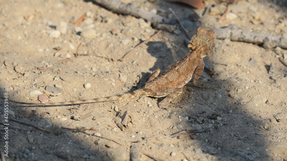 Light Brown Ground Agama, small reptile, Gecko on light brown rocks and leaves, with shadows on the ground, showing great camouflage. Light Brown Ground Agama, small reptile, Gecko on light brown rocks and leaves, with shadows on the ground, showing great camouflage.