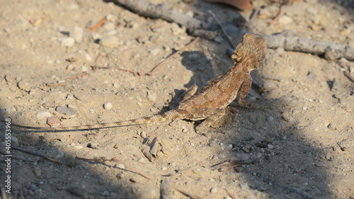 Light Brown Ground Agama  small reptile  Gecko on light brown rocks and leaves  with shadows on the ground  showing great camouflage.