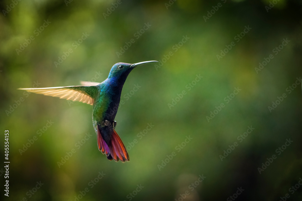 Fototapeta premium Black-throated Mango