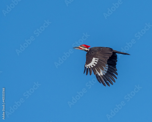 Woodpecker