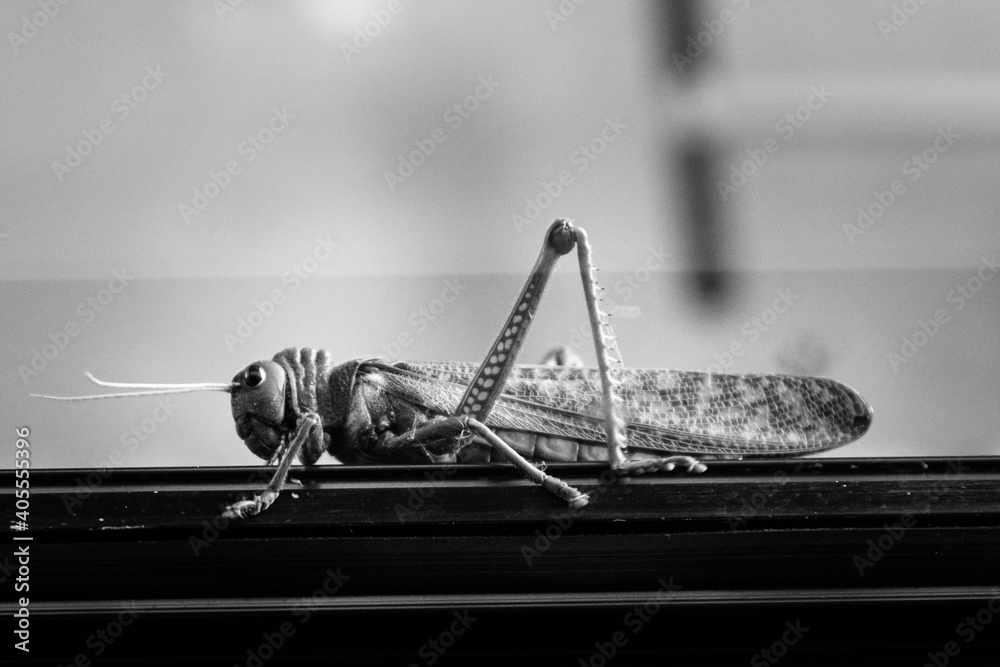 Fototapeta premium Saltamontes en mi ventana