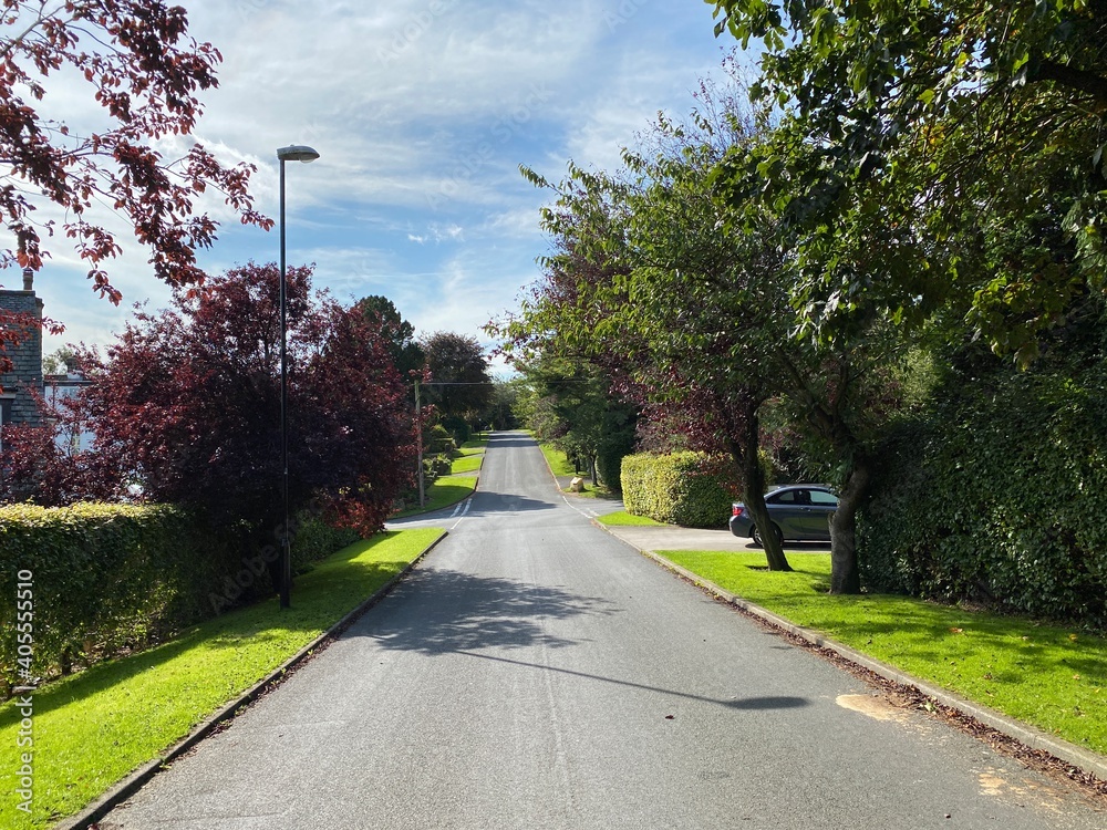 View along, Hillway, with a copper beech tree and grass verges in, Guiseley, Leeds, UK