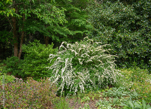 Spirea japonica snowmound photo