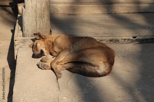 Sleeping Dog In Chiang Mai, Thailand © Monica
