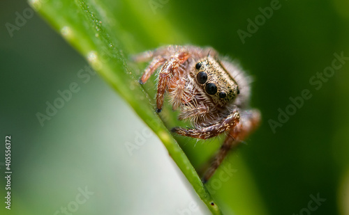 An adorable Tan Jumping Spider Posing in a Bush © Kerry Hargrove