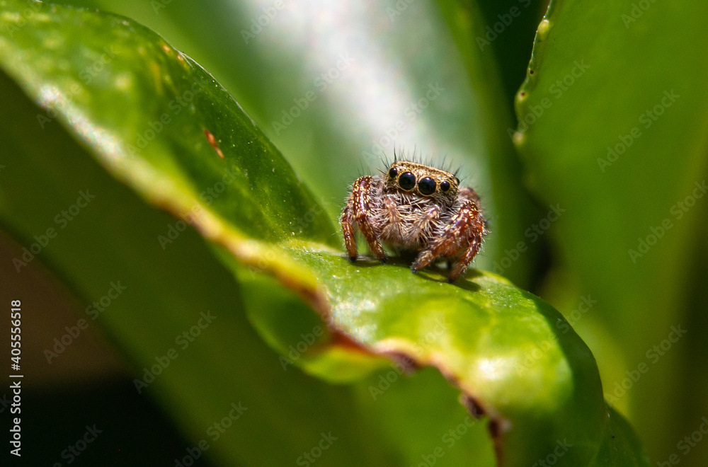 An Adorable Tan Jumping Spider Posing in a Bush An Adorable Tan Jumping Spider Posing in a Bush