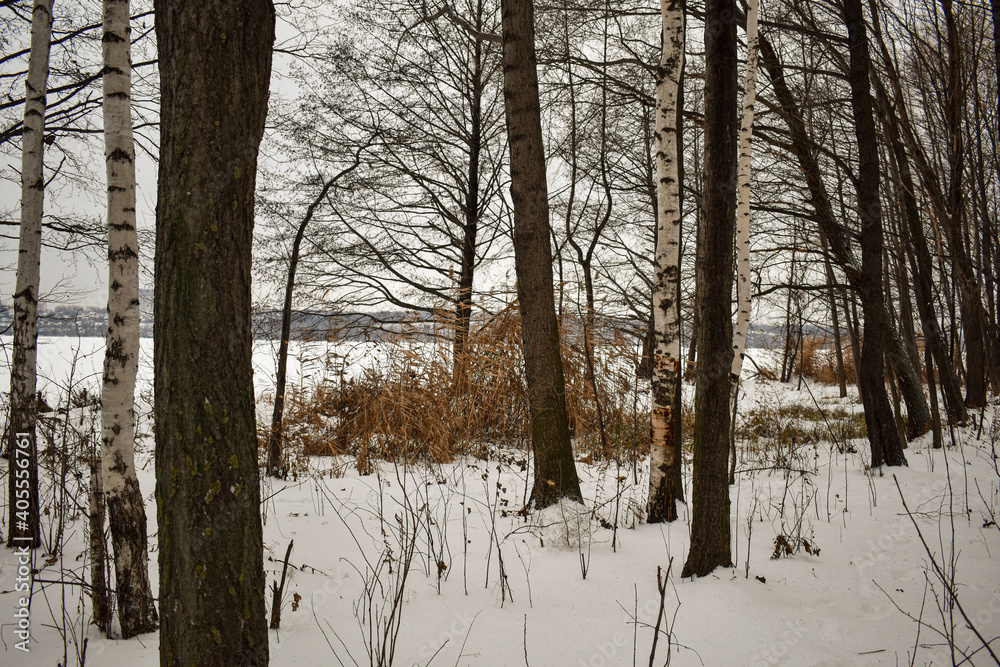 Fototapeta premium forest in winter