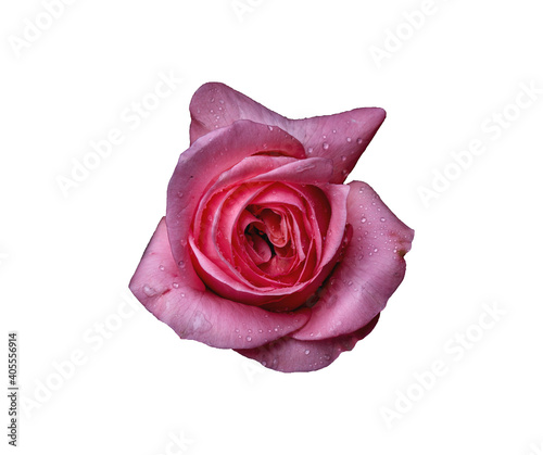 Abstract flower. pink rose on white background - Valentines  Mothers day  anniversary  condolence card. Beautiful rose. close up roses . panorama 