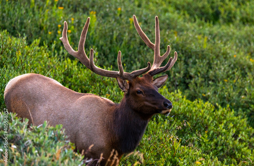A Large Bull Elk Roaming the Mountainside of the Rocky Mountains