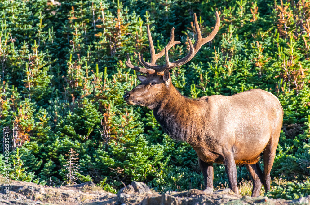 A Large Bull Elk on a Sunny Morning on the Mountains of Colorado A Large Bull Elk on a Sunny Morning on the Mountains of Colorado