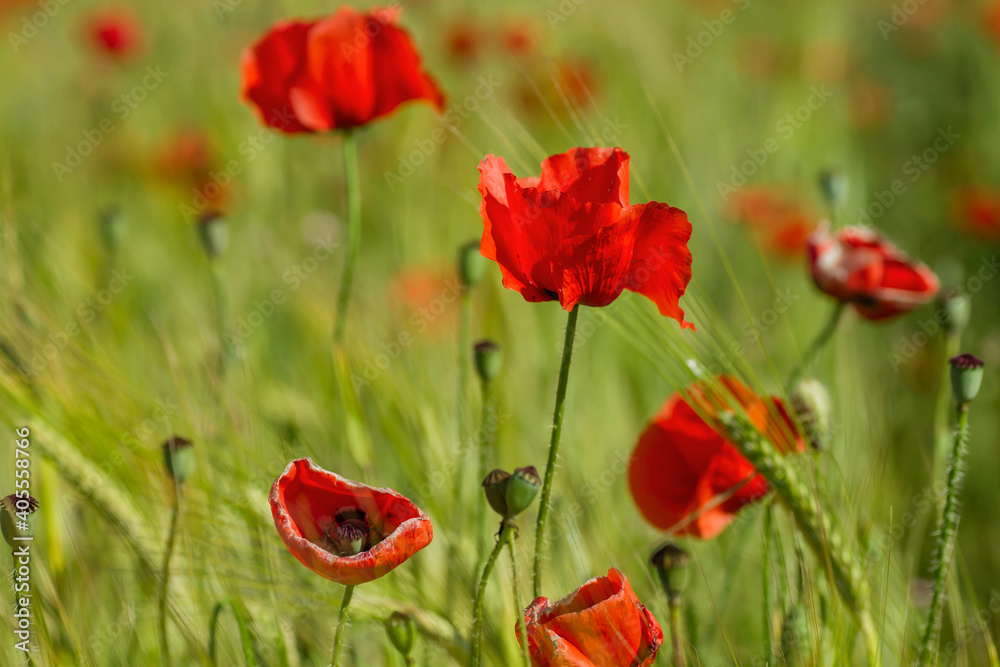 Fototapeta premium Red poppy flowers