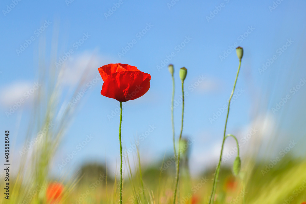 Obraz premium Red poppy flower