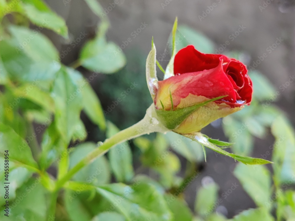 Red rose flower bud
