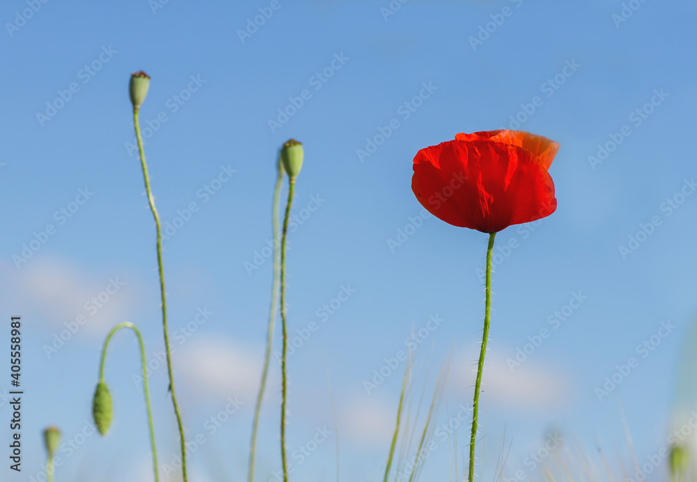 Obraz premium Red poppy flower