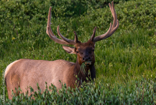 Fototapeta Naklejka Na Ścianę i Meble -  A Large Bull Elk with Velvet Antlers Lazily Grazing on Grass in the Rocky Mountains on a Summer Morning