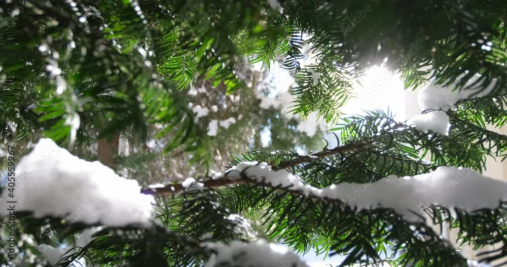 Fresh green branches of a coniferous tree with light snow in early spring in the sun. Spring is approaching with rising temperatures.
