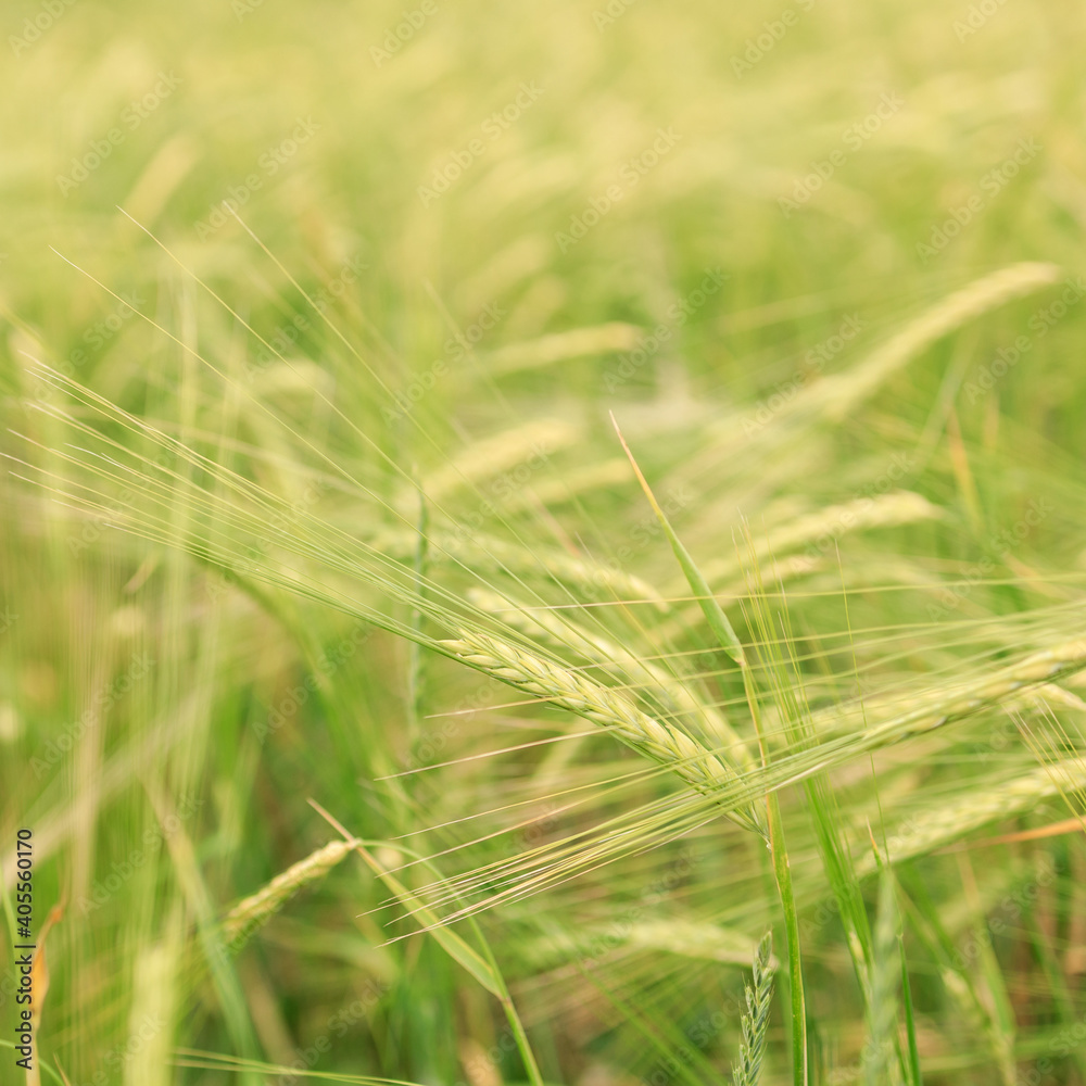spikelets of wheat close-up on the background of the field spikelets of wheat close-up on the background of the field