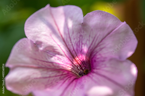 Close up of beautiful Petunia, pink flowers on blurry garden background. Selective focus.
