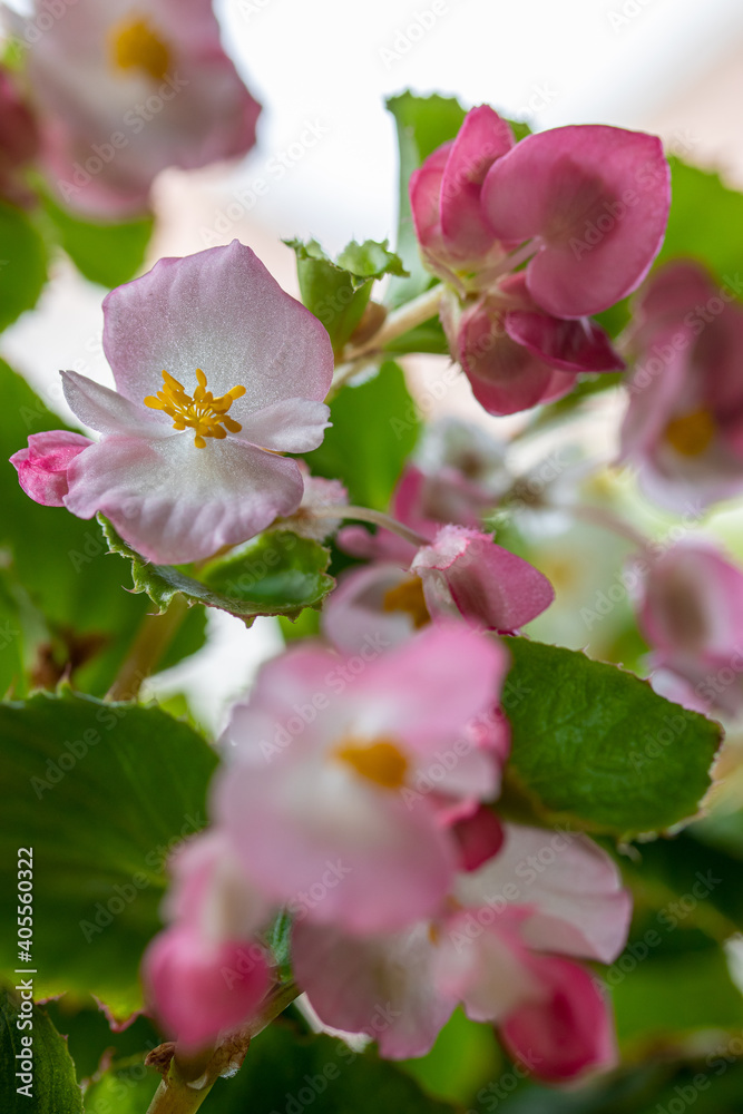 Obraz premium Flowering branch of Begonia cucullata, beautiful blooming pink flowers on bokeh garden background. Selective focus.