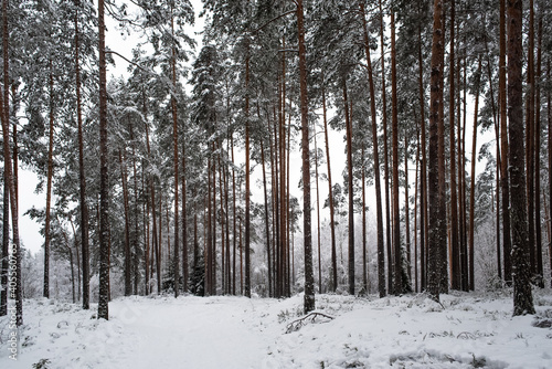 Snowy pine forest in frosty winter