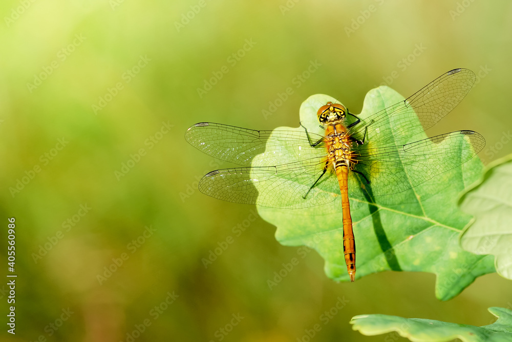 Closeup on yellow and orange dragonfly on green plant Closeup on yellow and orange dragonfly on green plant