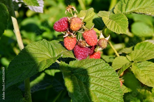 Branch of ripening raspberries with green foliage and sunlight. Red sweet bio berries growing on raspberry bush. Natural antioxidant