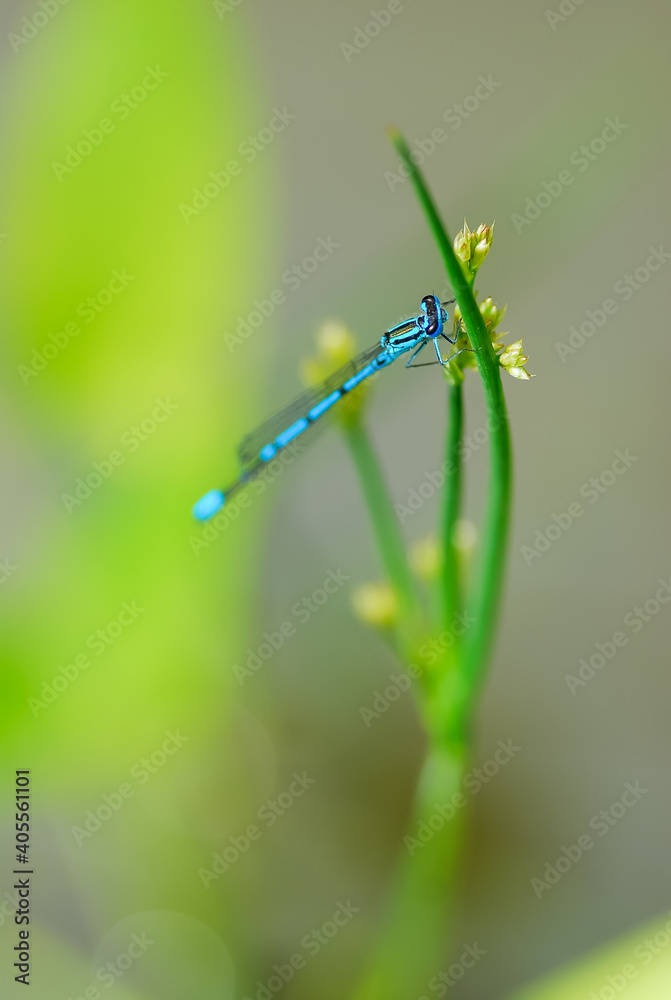 Closeup on blue dragonfly on green plant Closeup on blue dragonfly on green plant