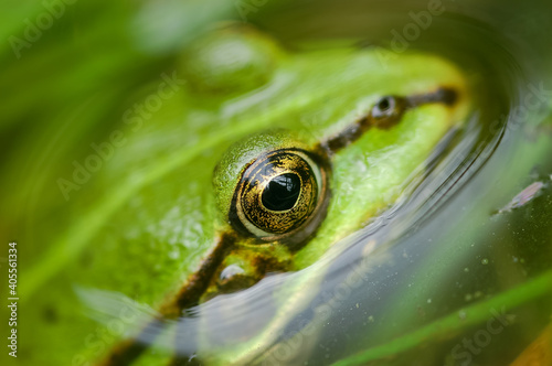 Green frog on water, garden, spring in Poland