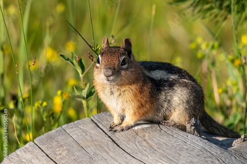 An Adorable Golden-mantled Ground Squirrel Poses on a Log in the Mountains