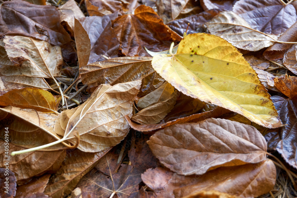 Beautiful and colorful background from autumn leaves Beautiful and colorful background from autumn leaves