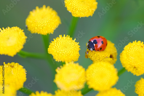 Ladybug on the leaf, grey and black background