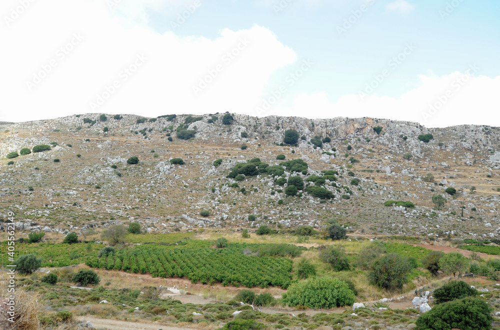 Vignes à Sitanos près de Sitia en Crète