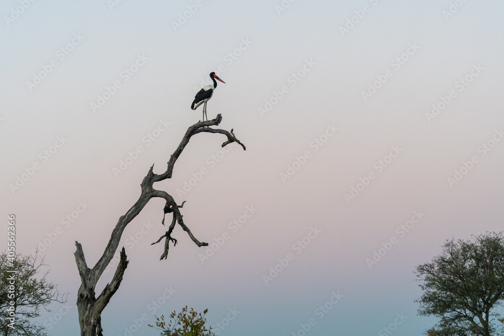 Saddle-billed Stork (Ephippiorhynchus senegalensis) standing in a tree in the Timbavati Reserve, South Africa Saddle-billed Stork (Ephippiorhynchus senegalensis) standing in a tree in the Timbavati Reserve, South Africa