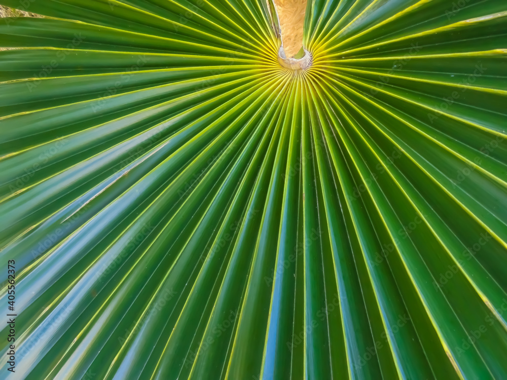 Obraz premium Photo of tropical palm leave for background
