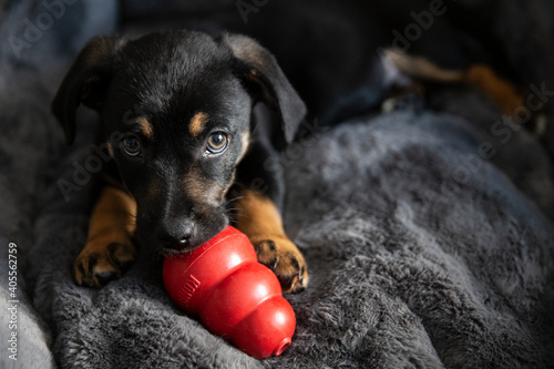 The popular Kong ball dog toy. Black puppy chewing Kong toy. Calm puppy playing at sofa. 