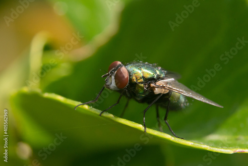 Common Housefly On a Leaf