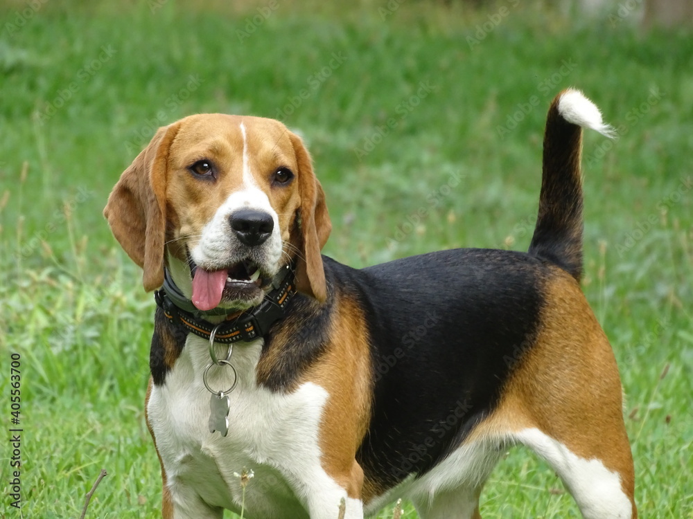 Happy Beagle dog in the grass

