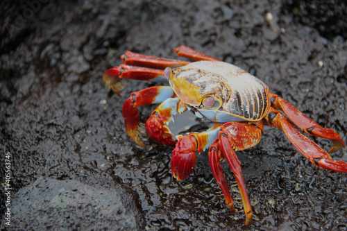 The red crab of the Galapagos Islands