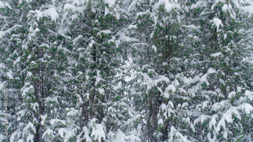 Green thuja covered with snow. © Artjom