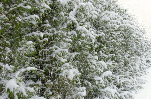 Green thuja covered with snow.