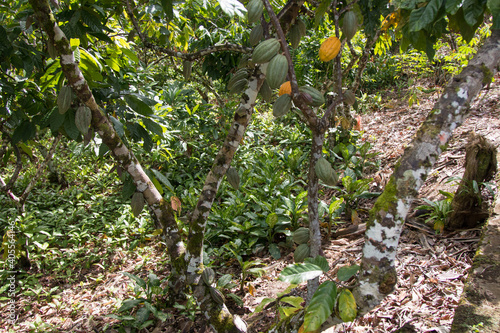 A cocoa tree with cocoa pods at cocoa plantation. Ilhéus, southern Bahia, Brazil.