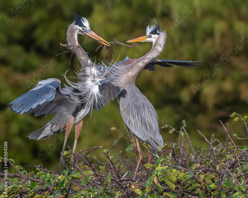 Great Blue Heron