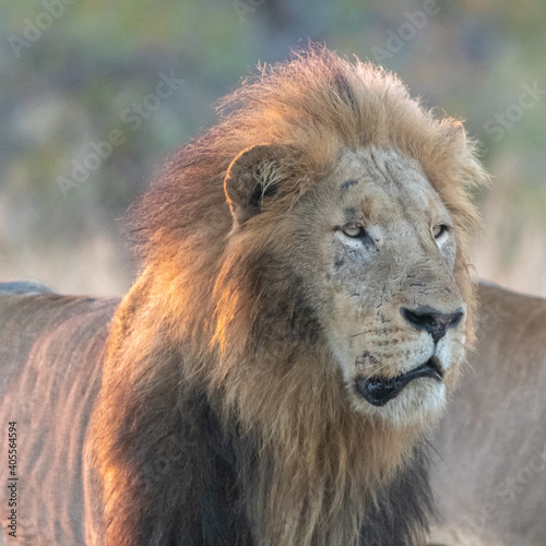 Male Lion  Panthera leo  in the Timbavati Reserve  South Africa