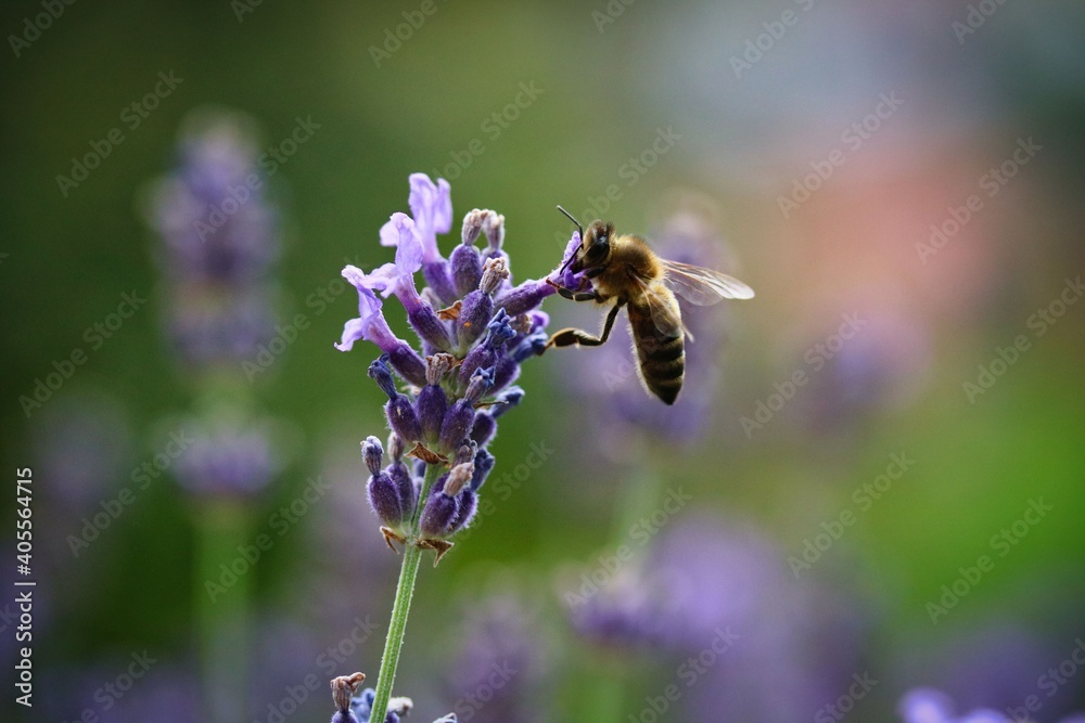 honey bee pollinating lavender flower honey bee pollinating lavender flower