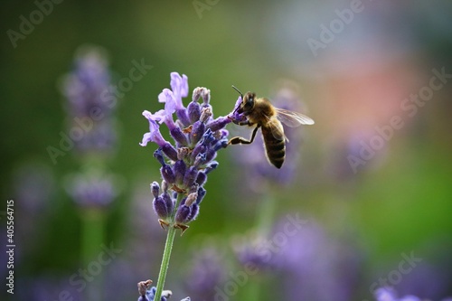 honey bee pollinating lavender flower